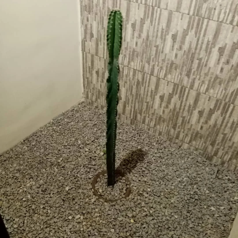 780