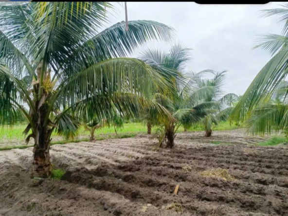 Domaine à vendre à Ouidah Avlékété, village Agbanzinkpota