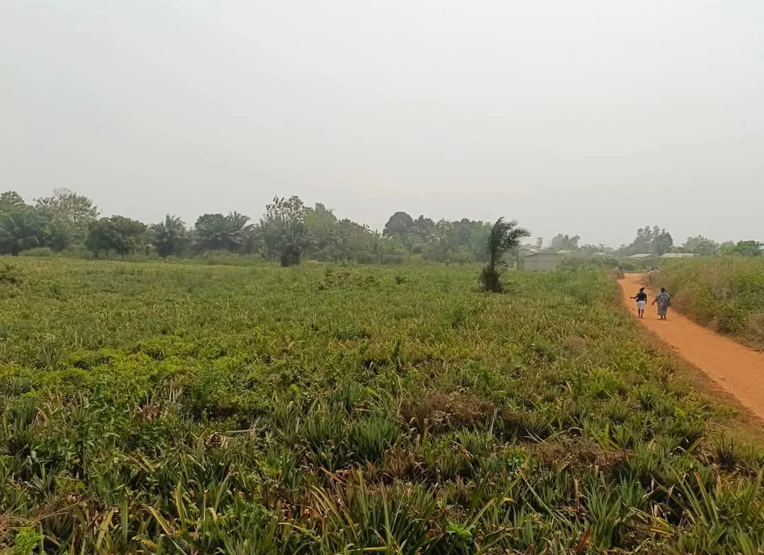 Domaine d’un hectare à Ouèdo, Abomey-Calavi