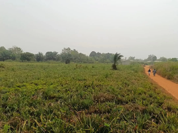 Domaine d’un hectare à Ouèdo, Abomey-Calavi