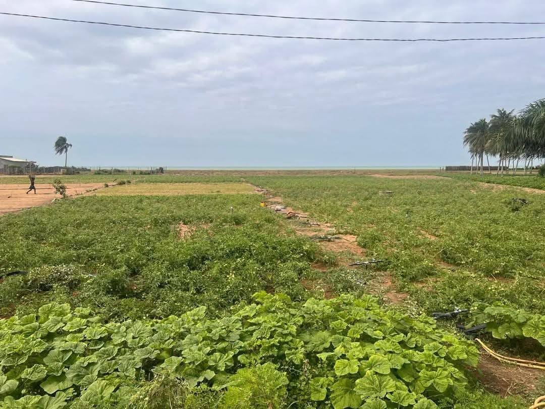 Demi-hectare au bord de mer à vendre à Grand-Popo Agoué
