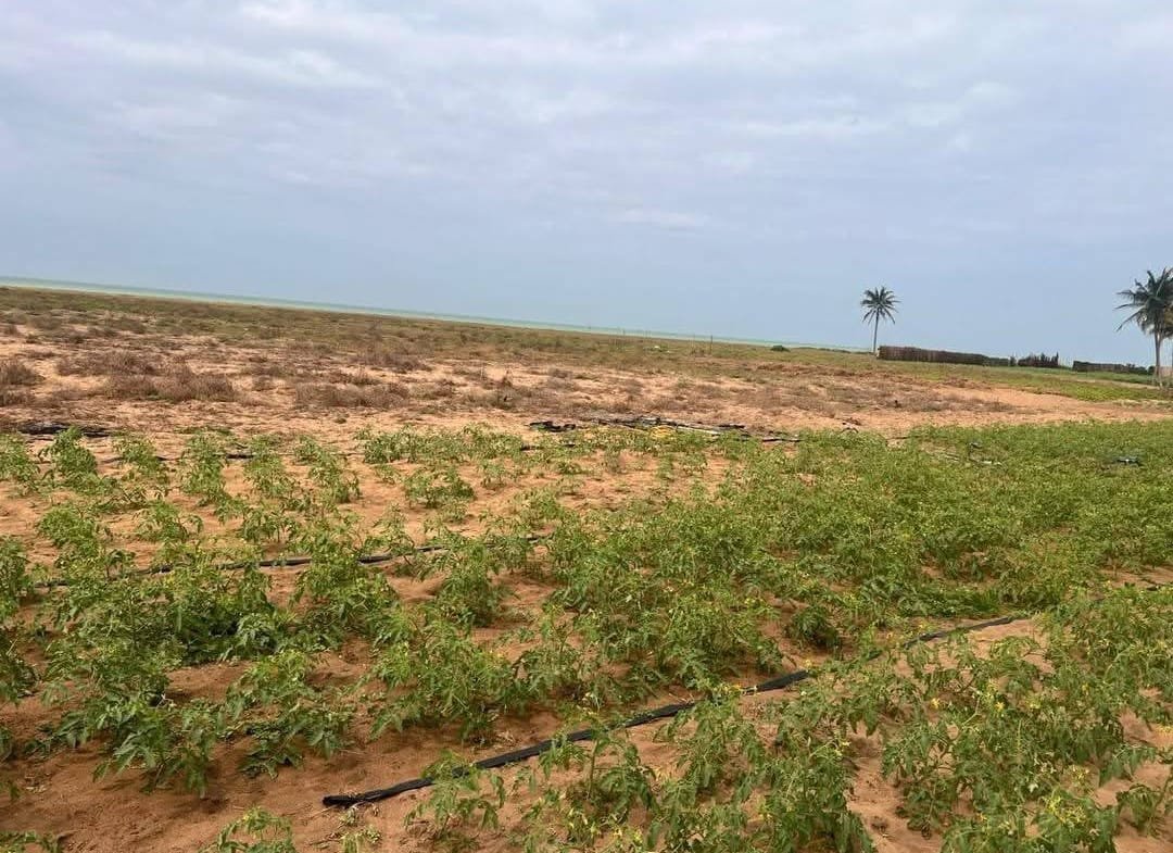 Demi-hectare au bord de mer à vendre à Grand-Popo Agoué - BENIN-IMMO