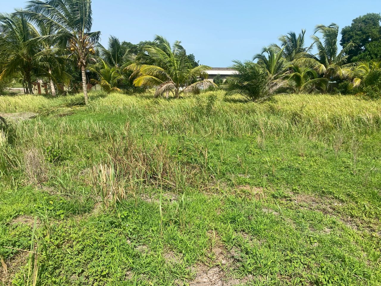 Domaine en Bord de Lagune à Vendre à Avlékété_6