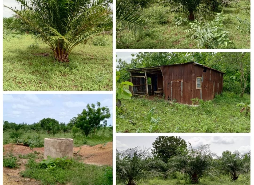 Ferme agricole de 1,5 ha à vendre à Avlamey – Zogbodomey