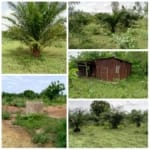 Ferme agricole de 1,5 ha à vendre à Avlamey – Zogbodomey