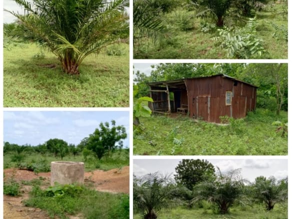 Ferme agricole de 1,5 ha à vendre à Avlamey – Zogbodomey