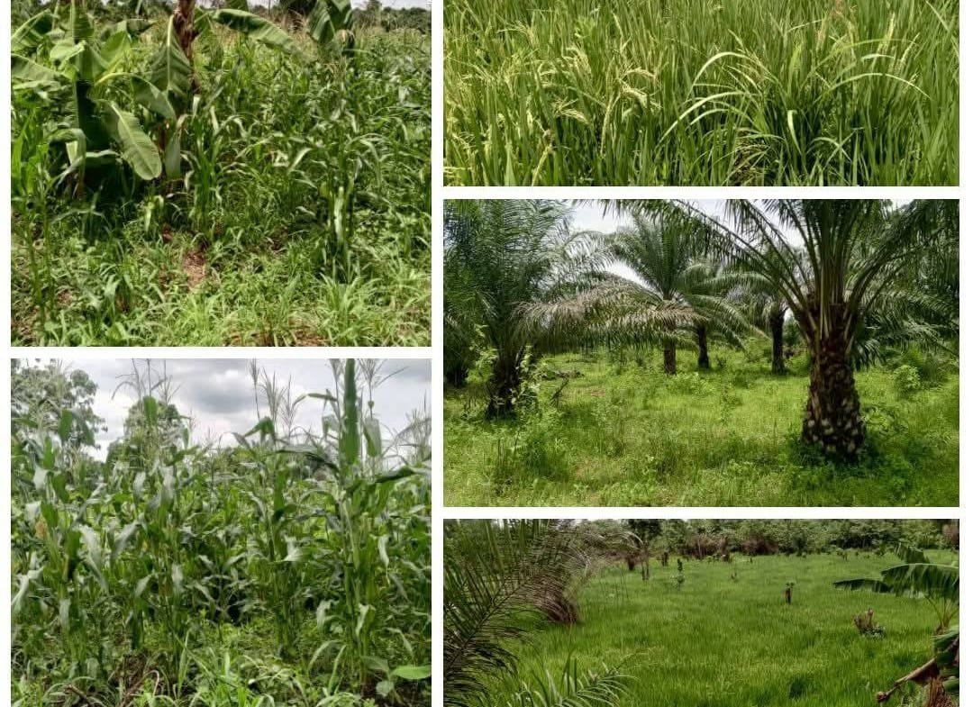 Terrain Agricole Fertile de 3 Hectares à Vendre à Zogbodomey