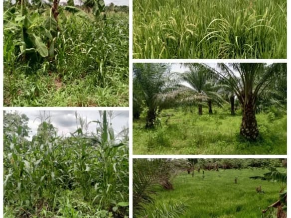 Terrain Agricole Fertile de 3 Hectares à Vendre à Zogbodomey