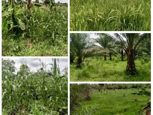 Terrain Agricole Fertile de 3 Hectares à Vendre à Zogbodomey