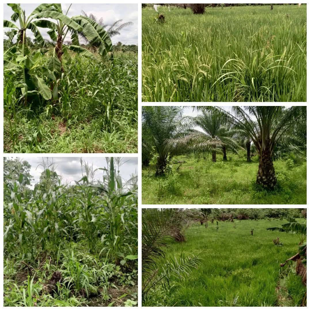Terrain Agricole Fertile de 3 Hectares à Vendre à Zogbodomey