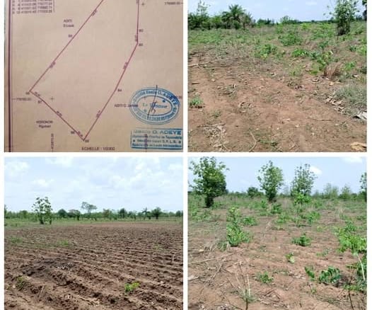 Terrain agricole 4 ha à vendre à Zogbodomey (Massi)