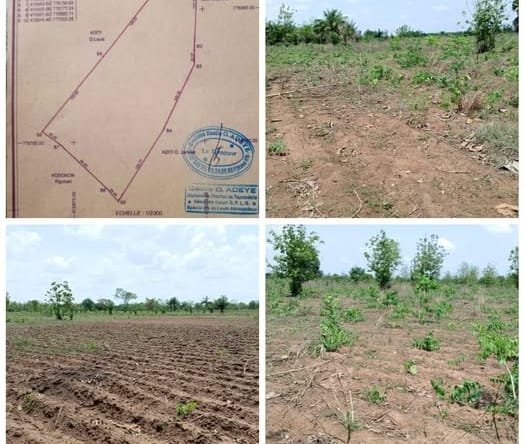 Terrain agricole 4 ha à vendre à Zogbodomey (Massi)