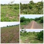Terrain Agricole de 2 Hectares à Vendre à Sodohomey