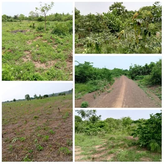 Terrain Agricole de 2 Hectares à Vendre à Sodohomey