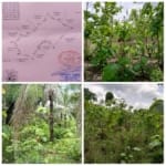 Terrain Agricole de 3,26 Hectares à Vendre à Zogbodomey