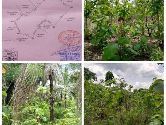 Terrain Agricole de 3,26 Hectares à Vendre à Zogbodomey