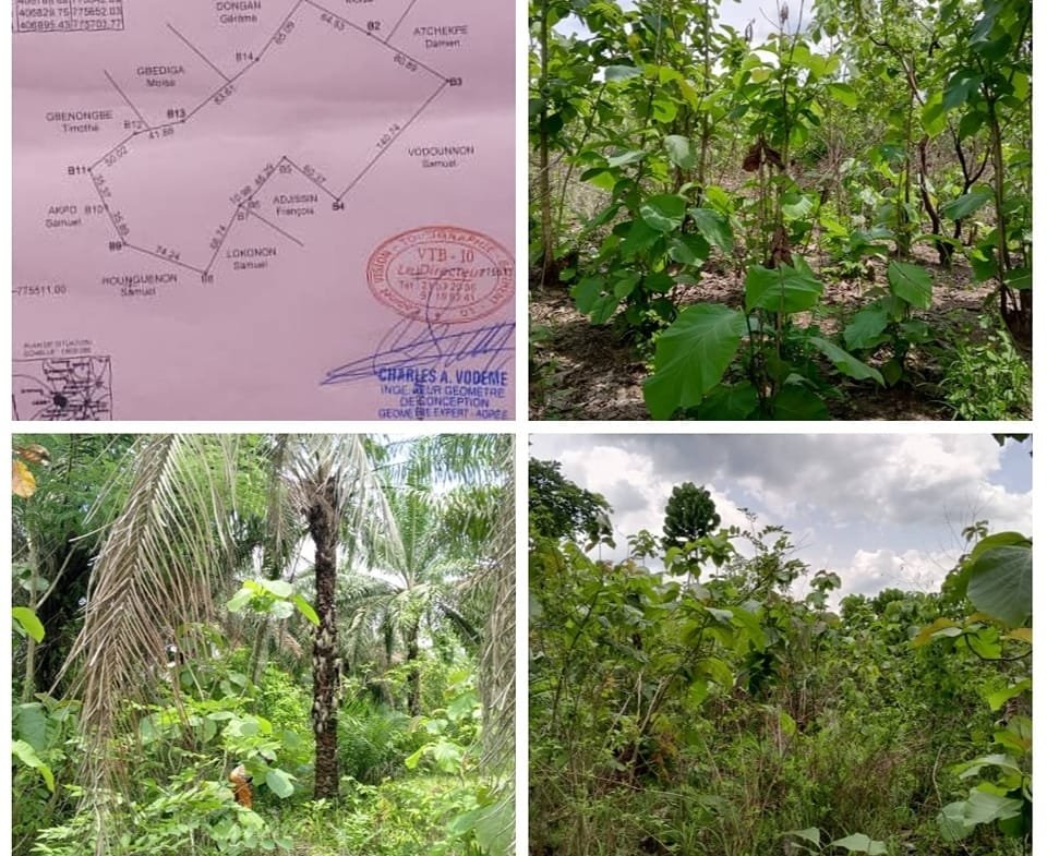 Terrain Agricole de 3,26 Hectares à Vendre à Zogbodomey