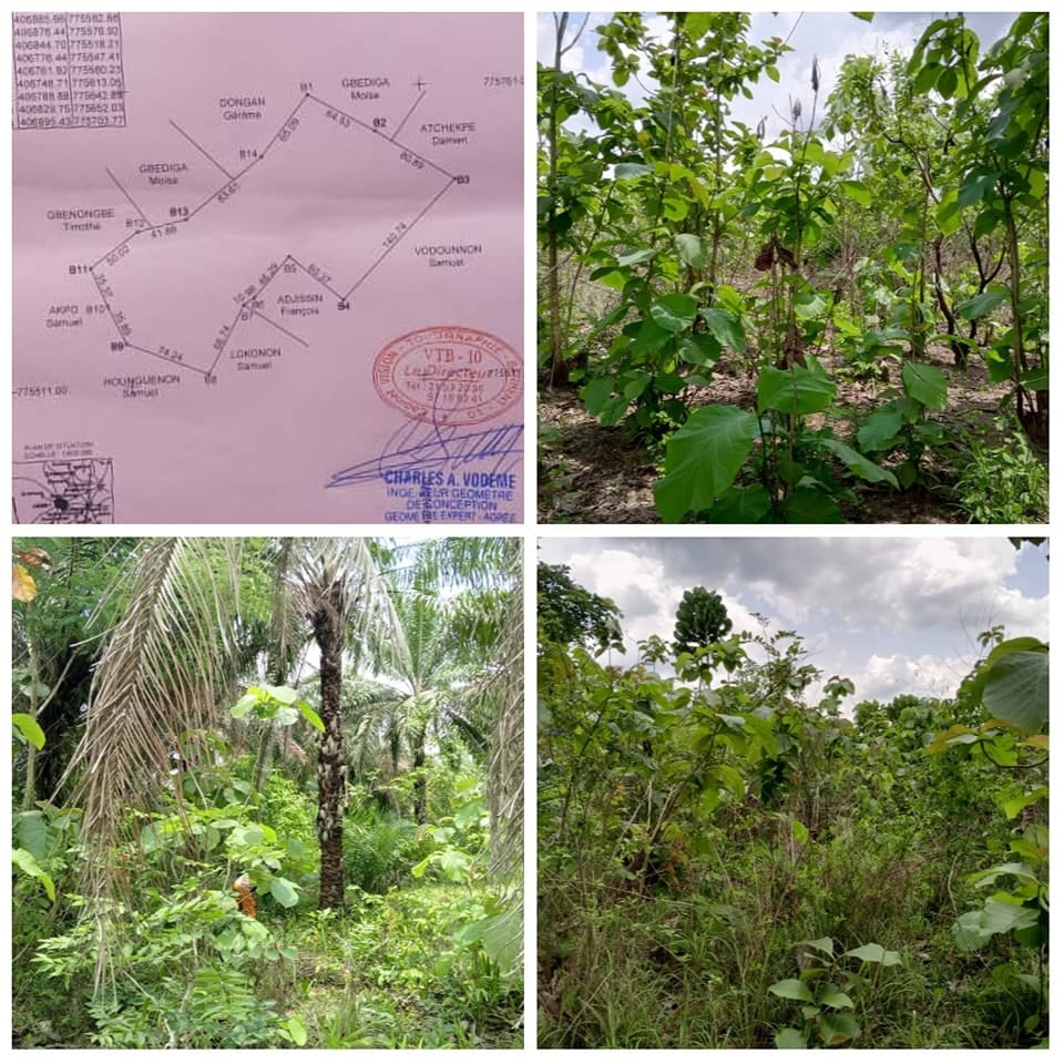 Terrain Agricole de 3,26 Hectares à Vendre à Zogbodomey