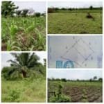 Vente domaine agricole de 22 ha à Kpakpamè