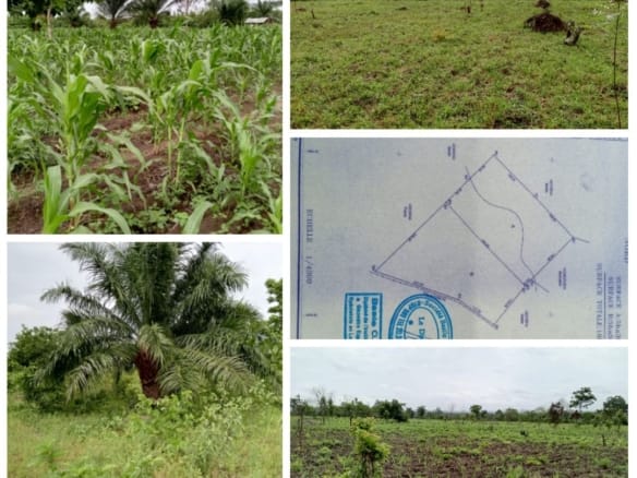 Vente domaine agricole de 22 ha à Kpakpamè