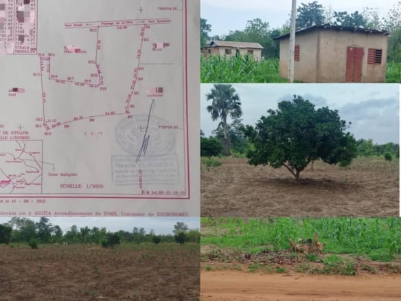 Domaine agricole de 3,75 hectares à Domè Zogbodomey