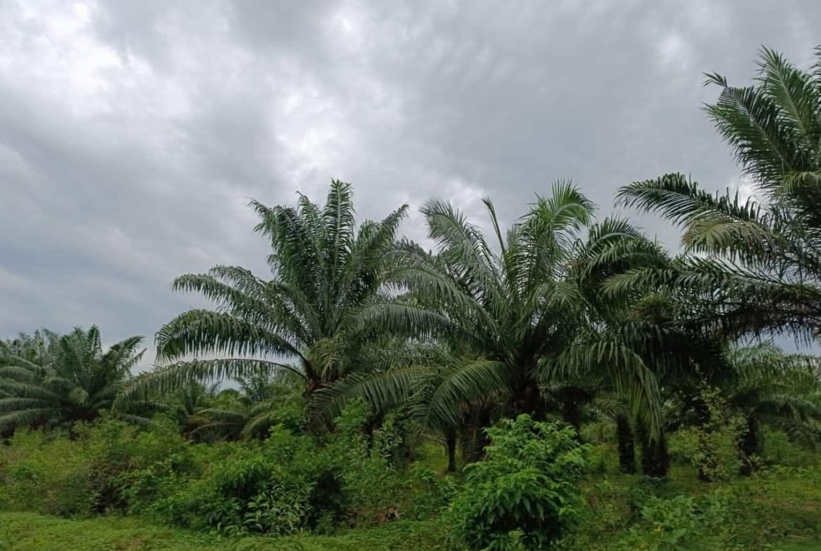 Domaine de palmeraie avec titre foncier à Kpanroun 2