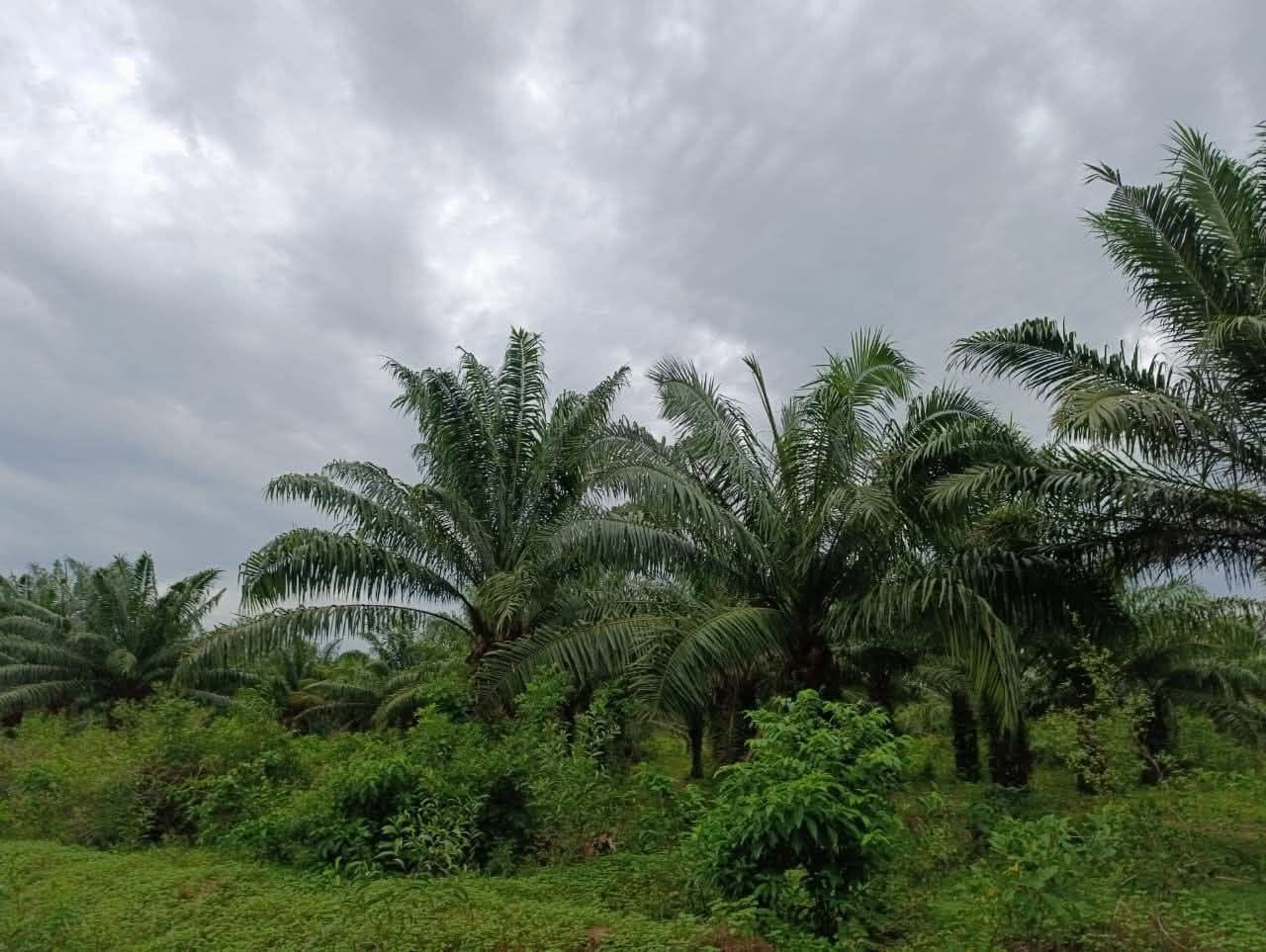 Domaine de palmeraie avec titre foncier à Kpanroun 2