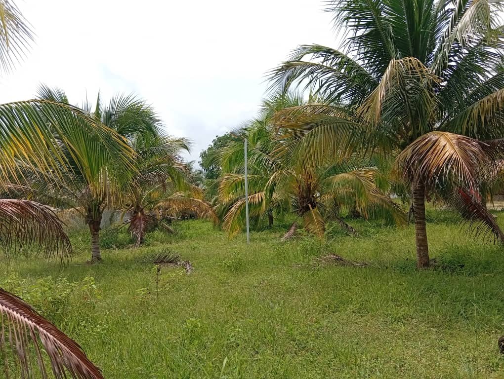 Domaine touristique au bord du lac Toho à vendre à Savi Gakpé 7