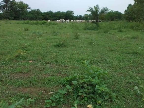 Terrain de 1,25 hectare à Adanhondjigon Centre