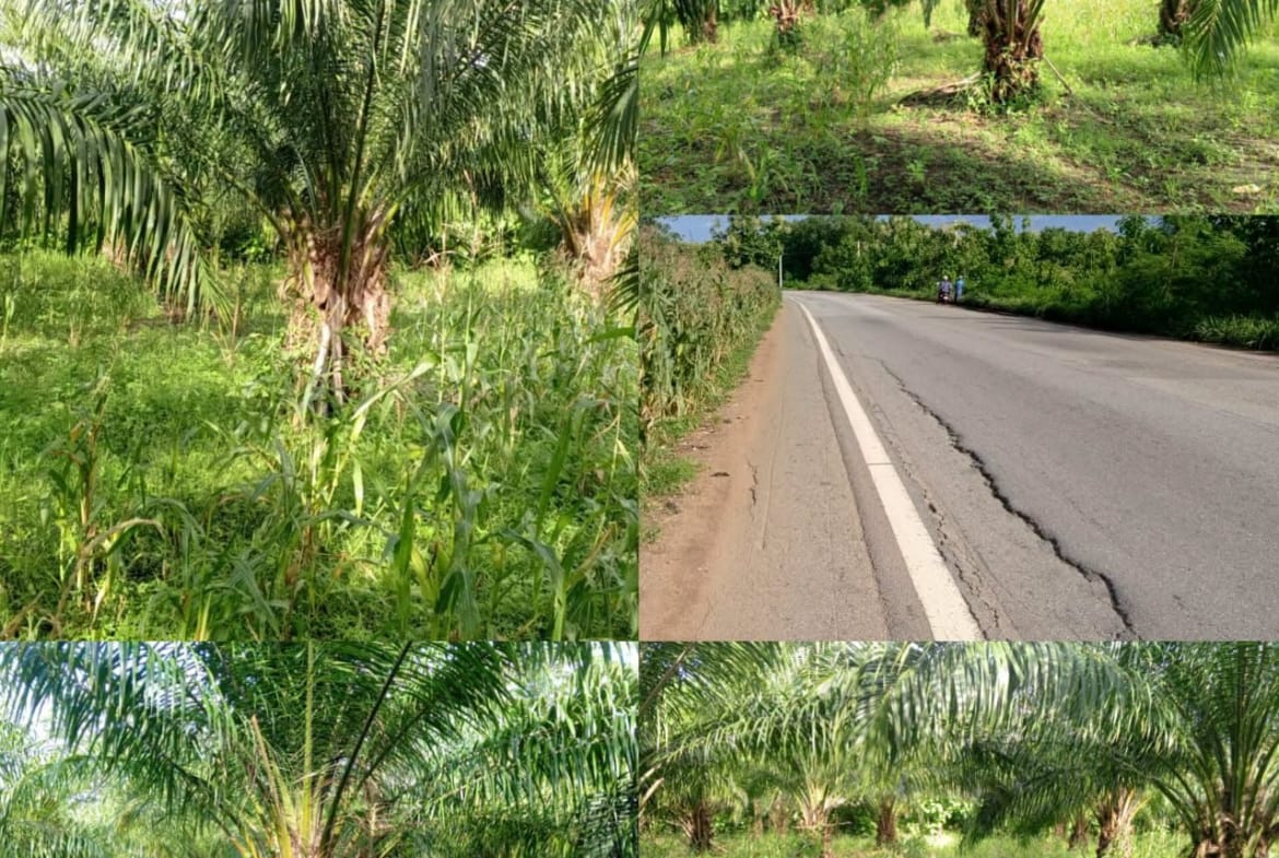 Palmeraie à vendre à Massi Zogbodomey