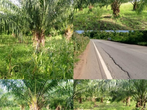 Palmeraie à vendre à Massi Zogbodomey