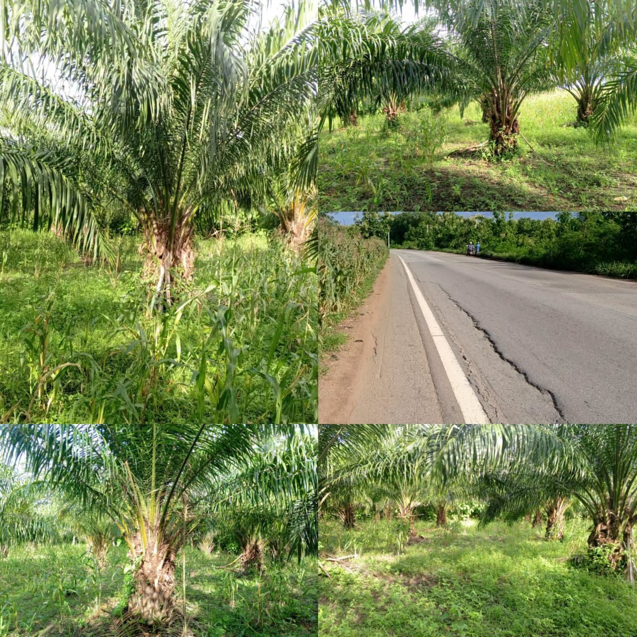 Palmeraie à vendre à Massi Zogbodomey Palmeraie à vendre à Massi Zogbodomey