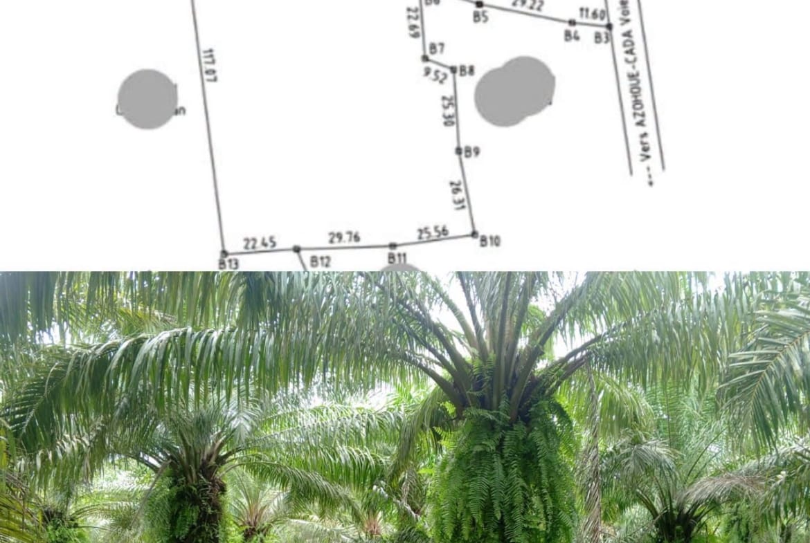 Palmeraie avec titre foncier à Lissègazoun Allada