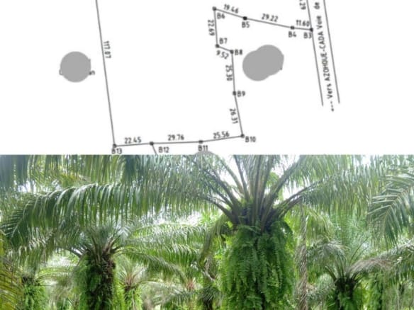 Palmeraie avec titre foncier à Lissègazoun Allada