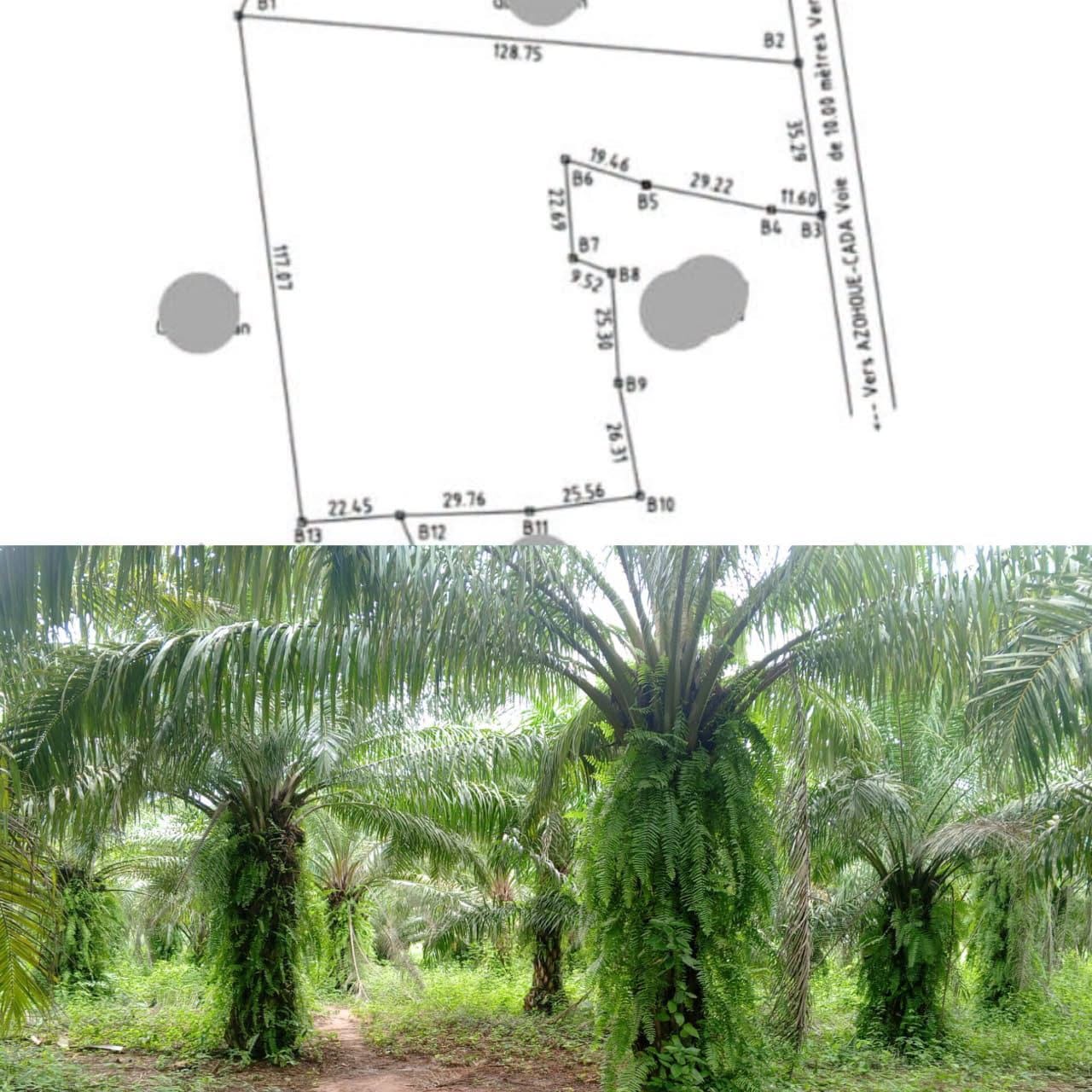 Palmeraie avec titre foncier à Lissègazoun Allada Palmeraie avec titre foncier à Lissègazoun Allada